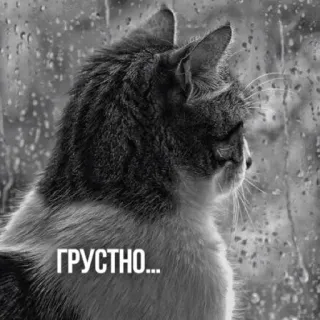 ☹️ a3e6a806 ГРУСТНО... gato, triste, chuva, janela, escala de cinza, melancolia whatsapp sticker