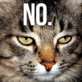 👎 aee0d206 NO. gato, não, desaprovação, meme, animal, gato doméstico whatsapp sticker