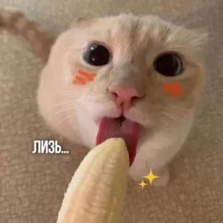 🍌 be7a14f0 ЛИЗЬ... gato, banana, lambendo, fofo, animal whatsapp sticker