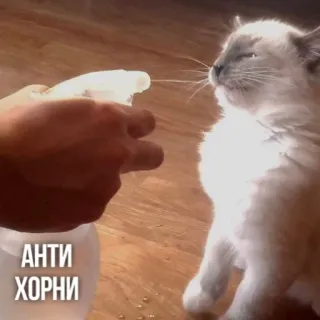 💦 d858ad62 АНТИ ХОРНИ gato, meme, spray, engraçado, animal whatsapp sticker