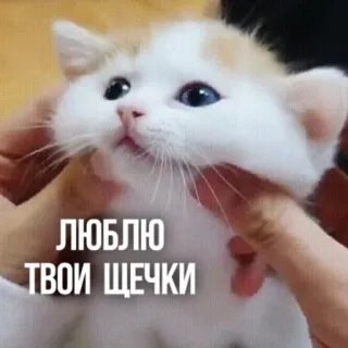❤️ d8dfecaa ЛЮБЛЮ ТВОИ ЩЕЧКИ gato, gatinho, fofo, amor, bochechas, animal de estimação whatsapp sticker