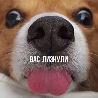 👅 e4f28267 ВАС ЛИЗНУЛИ cachorro, animal, lambendo, nariz, fofo, engraçado, russo, língua whatsapp sticker