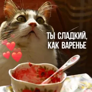 🥰 e98840b9 ТЫ СЛАДКИЙ, КАК ВАРЕНЬЕ gato, doce, geleia, corações, fofo, animal, comida, russo whatsapp sticker