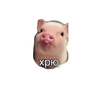😋 7a719888 хрю heo, động vật, dễ thương, nga, văn bản, biểu tượng cảm xúc telegram sticker