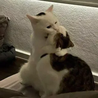 👩‍❤️‍💋‍👨 1d40d6e4 chat, chats, câlin, affectueux, mignon, animaux, animal de compagnie whatsapp sticker