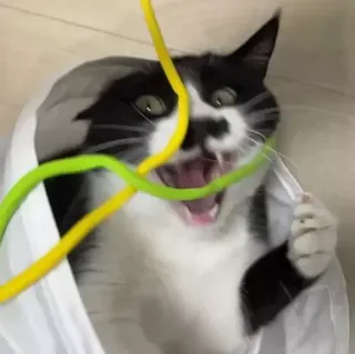 🥴 1dbe5c4d chat, animal, drôle, joueur, animal domestique, animal de compagnie, chaton whatsapp sticker