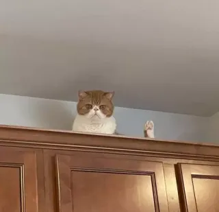 👀 22ab8d3e chat, doigt d'honneur, geste offensant, drôle, animal, impoli whatsapp sticker