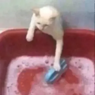 🧼 24de37d7 chat, animal de compagnie, animal, chaton, bain, rouge, eau whatsapp sticker