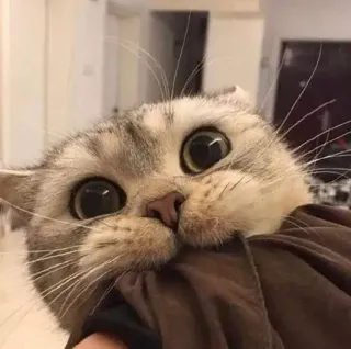 😻 480b239b chat, chaton, mignon, animal, animal de compagnie, yeux, adorable whatsapp sticker