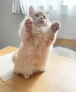 🤗 4dcf08d1 chat, animal, mignon, debout, table, animal de compagnie, chat domestique, duveteux whatsapp sticker