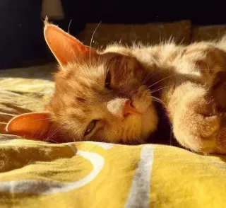 😮‍💨 531b803b chat, chat roux, chat domestique, dormir, animal, félin, animal de compagnie whatsapp sticker