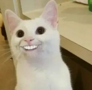 😬 6f755613 chat, animal, mème, drôle, bizarre, effrayant, sourire whatsapp sticker