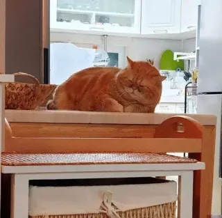 😌 7e440956 chat, animal de compagnie, animal domestique, félin, chat roux, animal, mammifère whatsapp sticker