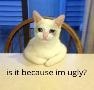 😿 7ea24601 is it because im ugly? chat, triste, moche, mème, animal de compagnie, animal, question whatsapp sticker