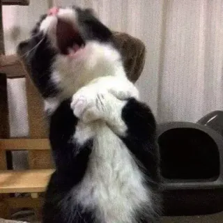 😫 8cf69223 chat, bâillement, animal, animal de compagnie, mignon, domestique whatsapp sticker