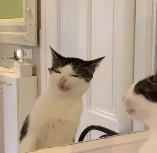 🤔 a91821d6 chat, miroir, animal, chat domestique, animal de compagnie, félin whatsapp sticker