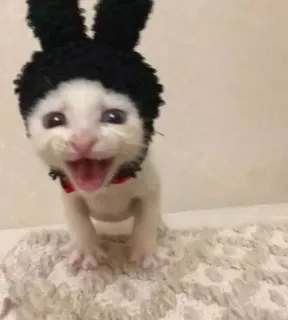 😛 b2f9702b chat, chaton, oreilles de lapin, animal, animal de compagnie, mignon whatsapp sticker