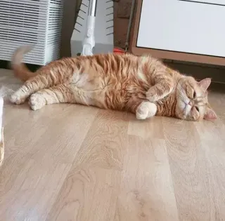 🥱 b6608320 chat, chat domestique, animal de compagnie, couché, animal whatsapp sticker