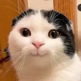 ☺️ bec1df6a chat, mignon, animal de compagnie, animal, drôle, chaton, animal domestique whatsapp sticker