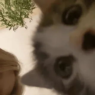 🐈 155ac048 chat, animal de compagnie, animal, chat domestique, félin whatsapp sticker