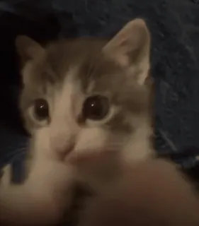 🐈 390056fe chat, chaton, animal de compagnie, animal, mignon, domestique whatsapp sticker