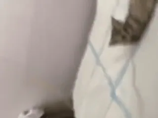 🐈 3bab6e6f chat, animal, animal de compagnie, animal domestique, mammifère whatsapp sticker