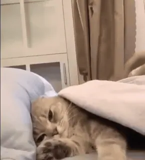 🐈 4cde02b4 chat, animal, animal de compagnie, lit, sommeil whatsapp sticker