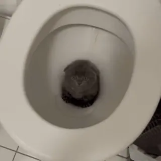 🐈 671fbf6b chat, toilette, animal, animal de compagnie whatsapp sticker