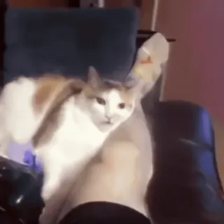 котики для котят х2 :: @fStikBot whatsapp stickers