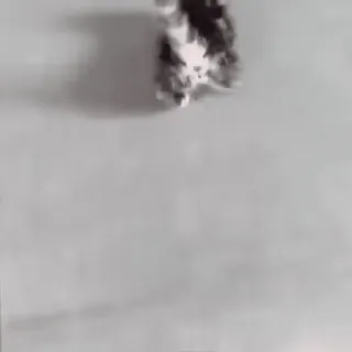 🐈 91650b8e whatsapp sticker