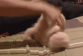 🐈 c950d066 whatsapp sticker