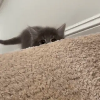 котики для котят х2 :: @fStikBot telegram stickers