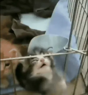 🐈 f7f8d587 chaton, chat, animal, animal de compagnie whatsapp sticker