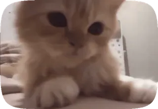 🥺 0734f86a kucing, anak kucing, hewan peliharaan, hewan, imut, kucing oranye, felin telegram sticker