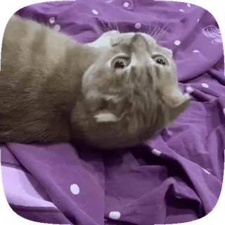 😒 17d30a40 kucing, binatang, hewan peliharaan, lucu, mamalia, hewan piaraan telegram sticker