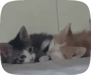 😘 2517fc9e anak kucing, kucing, hewan peliharaan, hewan, lucu telegram sticker