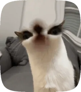 👀 49a9fd7b kucing, lucu, binatang, meme telegram sticker