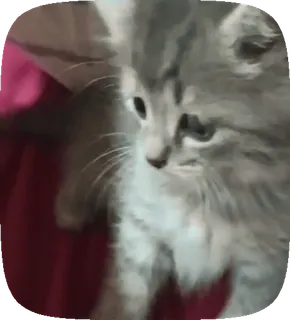 🚬 5ac1ae3d anak kucing, kucing, binatang, hewan peliharaan, imut, berbulu, kucing abu-abu telegram sticker