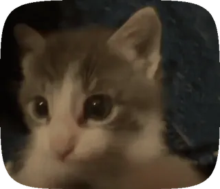 😘 7032fd35 kucing, anak kucing, hewan, peliharaan, lucu, felidae telegram sticker