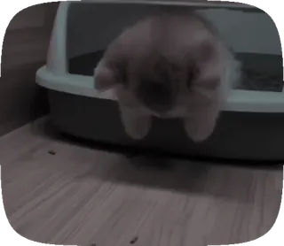 ♡ котики ♡ @hyungily :: @fStikBot whatsapp stickers