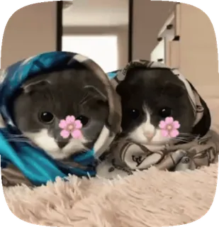 🧕 b146b04a kucing, anak kucing, hewan, imut, syal, babushka, bunga, kawaii, menggemaskan telegram sticker