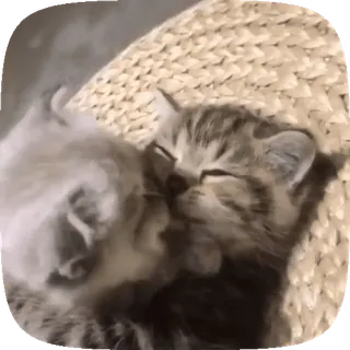 😘 c2f4d77d anak kucing, kucing, binatang, imut, hewan peliharaan, tidur telegram sticker