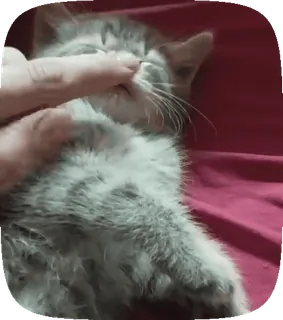 🥺 c75e0511 kucing, anak kucing, hewan peliharaan, binatang, lucu, domestik, jari, sentuh telegram sticker