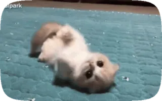 🥺 d42a5400 anak kucing, kucing, imut, hewan, hewan peliharaan, ceria, hewan peliharaan telegram sticker