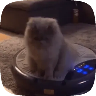 😐 dae85c38 kucing, penyedot debu, robot penyedot debu, hewan peliharaan, binatang telegram sticker