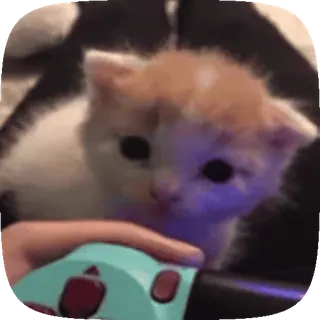 🥺 e54eb2d9 kucing, anak kucing, gaming, kontroler, hewan peliharaan, binatang, imut telegram sticker