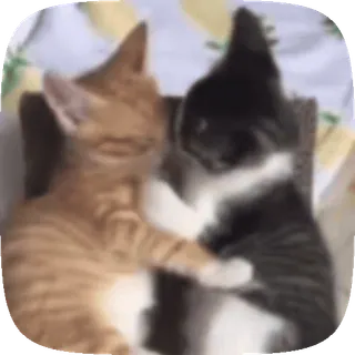🥰 efa7afdf kucing, anak kucing, lucu, hewan, peliharaan, persahabatan, mengantuk telegram sticker