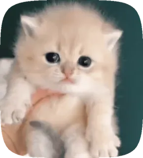 🥺 f53f4a45 anak kucing, kucing, lucu, hewan, peliharaan, berbulu, menggemaskan telegram sticker