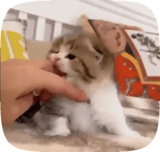 🥺 feb4bc1b anak kucing, kucing, hewan peliharaan, binatang, imut, hewan domestik, mamalia telegram sticker