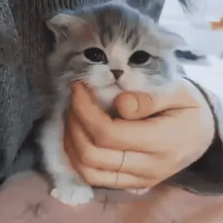 🦋 67632c19 кот, котенок, милый, животное, домашняя кошка, домашний питомец telegram sticker